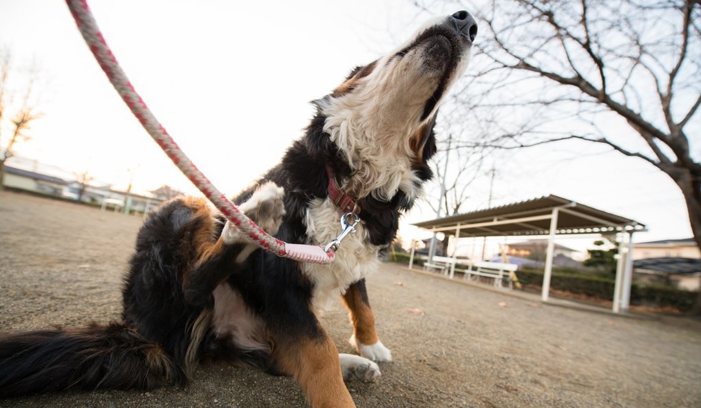 Expert Secrets For Flea Control