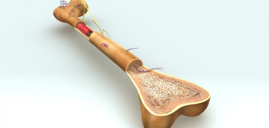 Pomalidomide Multiple Myeloma Treatment
