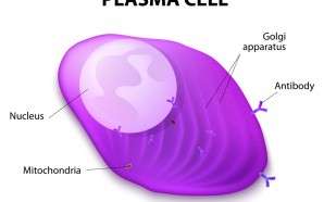 Pomalidomide multiple myeloma Treatment
